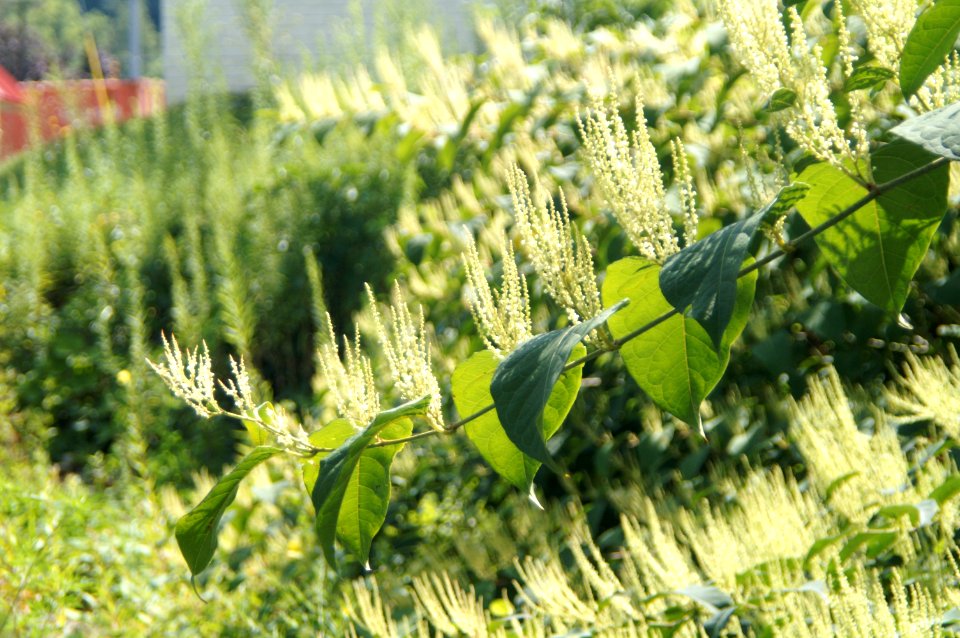 Expansion of Japanese Knotweed