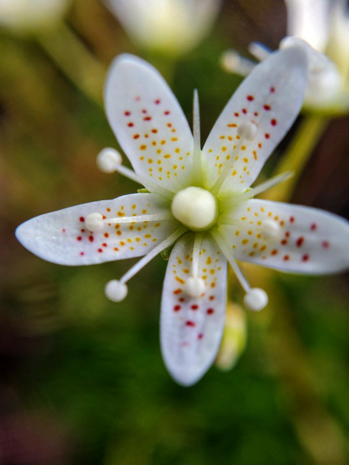 Matte Saxifrage (Saxifraga bronchialis) photo