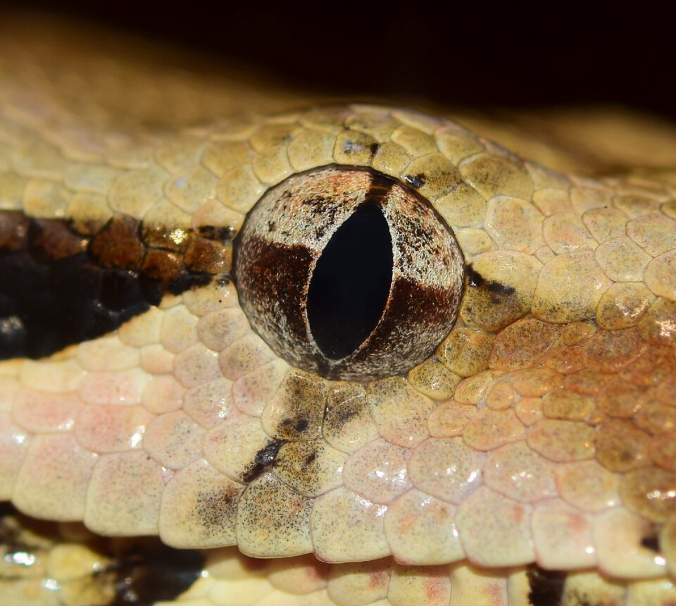 Scale reptile close up