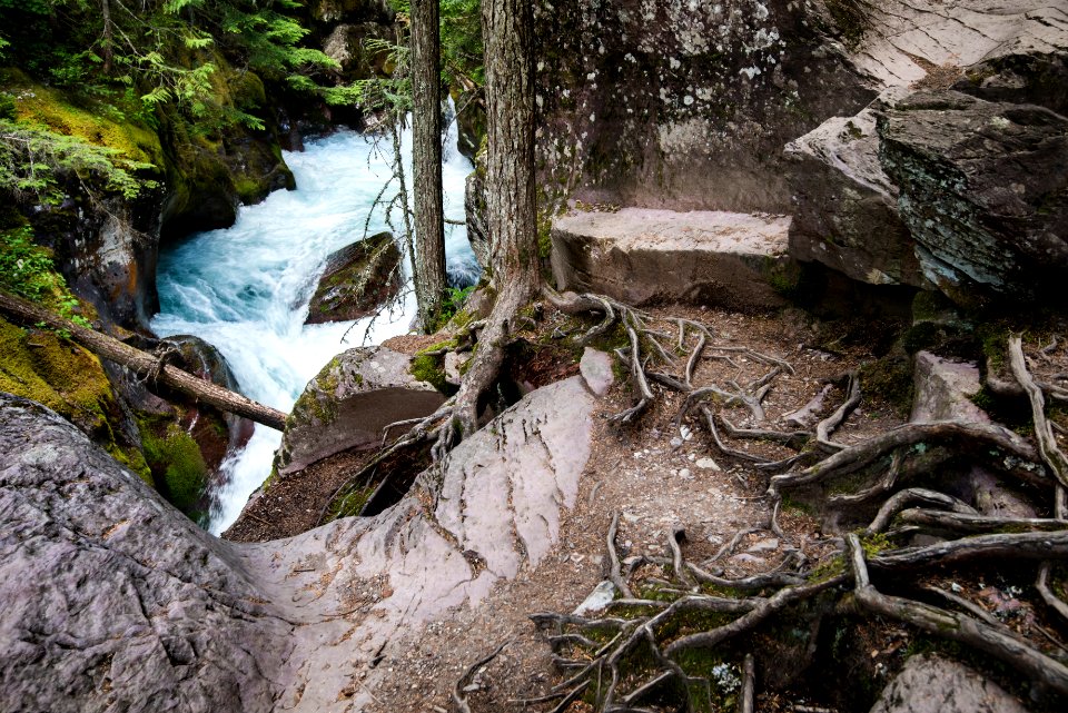 Avalance Lake - Roots
