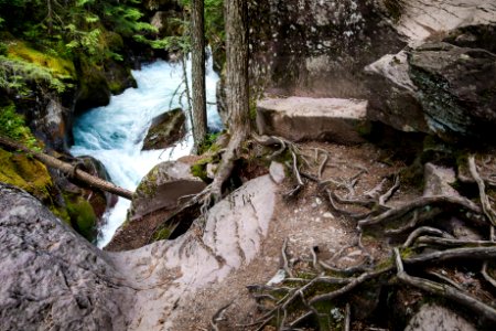 Avalance Lake - Roots photo