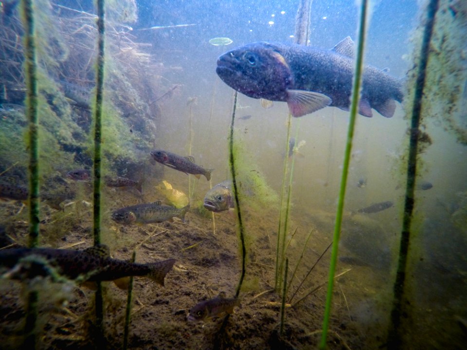 westslope cutthroat trout (Oncorhynchus clarki lewisi)