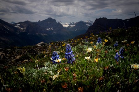 Biodiversity in Glacier's Alpine photo