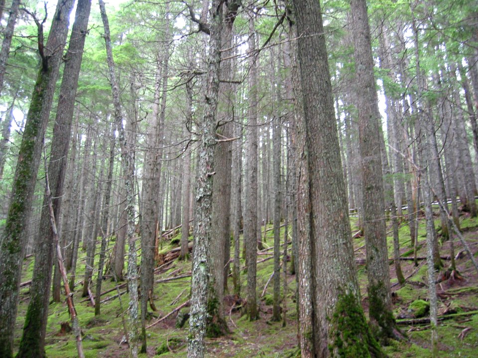 Trees along the Avalanche Lake Trail