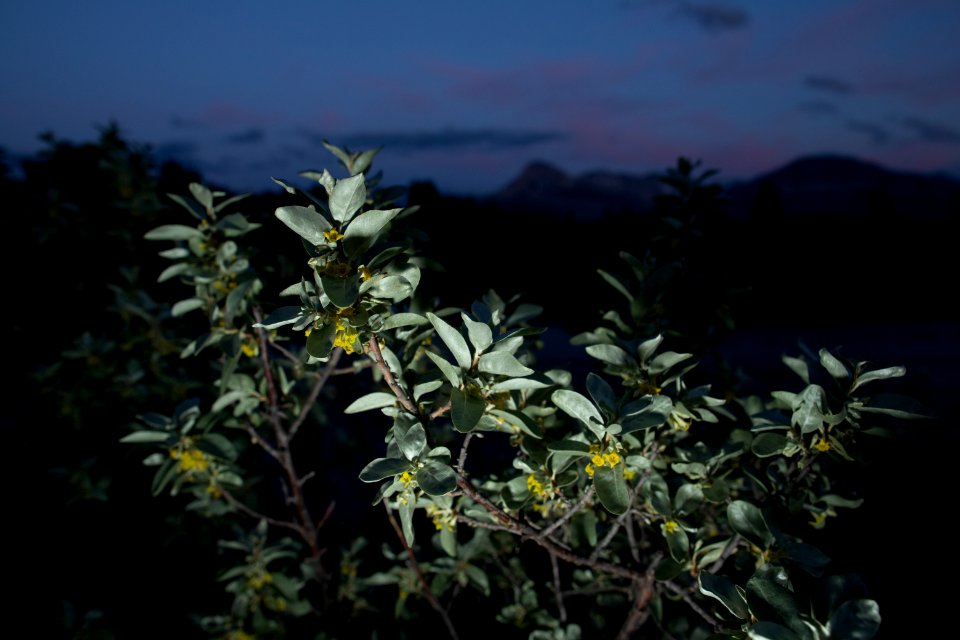 Russian Olive (Elaeagnus angustifolia)