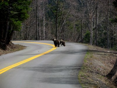 Grizzly sow and cub in the middle of the Going-to-the-Sun Road