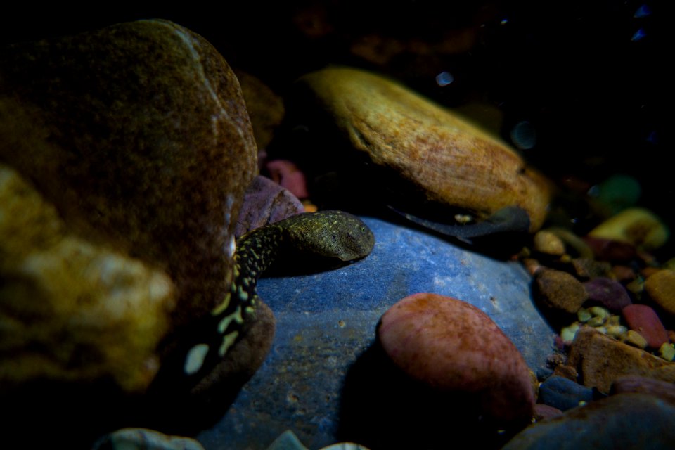 Rocky Mountain Tailed Frog (Ascaphus montanus)