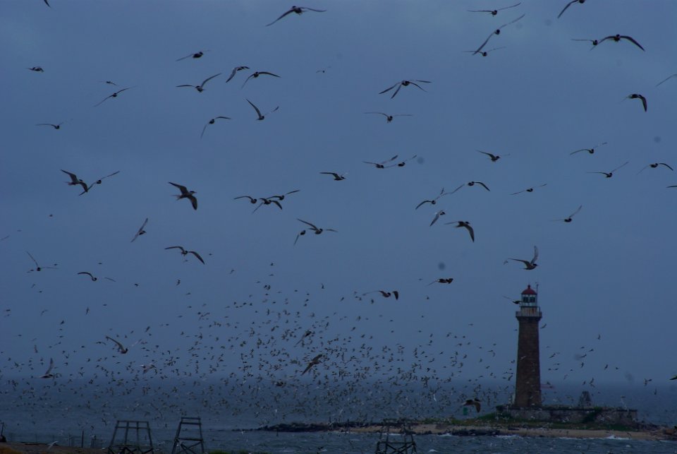 Great Gull Island, NY