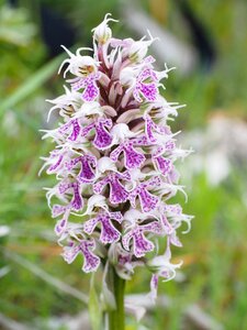 Bloom plant orchid photo