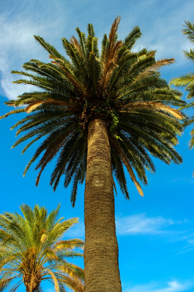 Summer palm plant