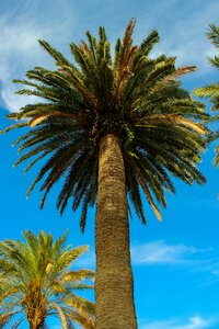 Summer palm plant