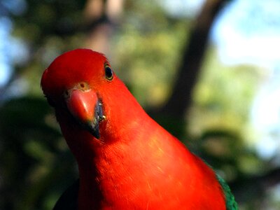 King-parrot australia beak photo