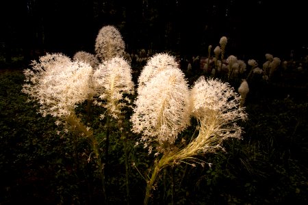 Beargrass blooms in the Apgar campground. photo