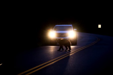 Black Bear Crossing Going-to-the-Sun Road photo