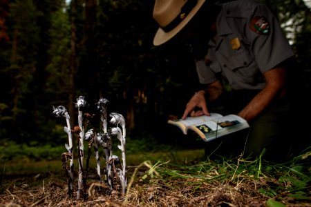 Ranger Identifying a Ghost Flower
