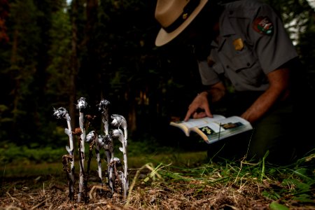 Ranger Identifying a Ghost Flower photo