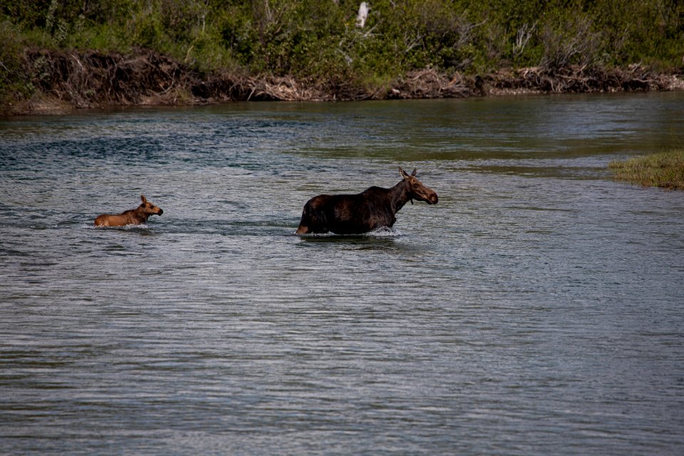A mother moose and her calf in the St. Mary River.