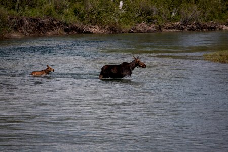 A mother moose and her calf in the St. Mary River. photo
