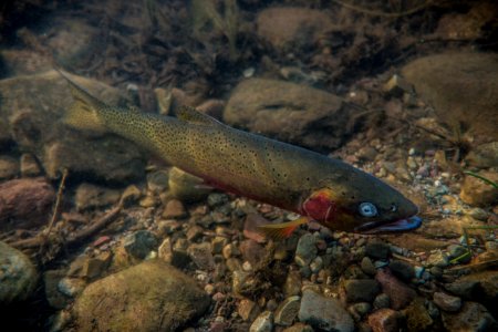 westslope cutthroat trout (Oncorhynchus clarki lewisi) photo
