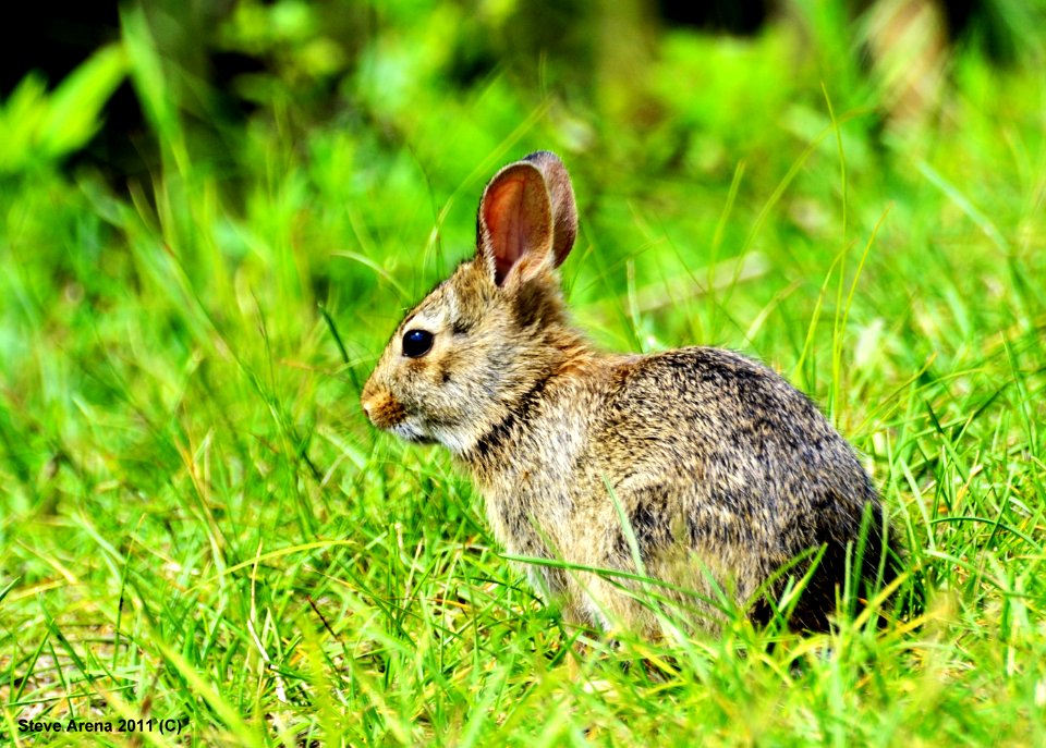 Young Cottontail species (Sylvilagus floridarius) along dike 10 June 2011