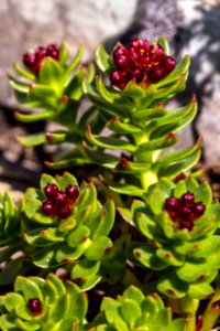 Queens Crown - Rhodiola integrifolia