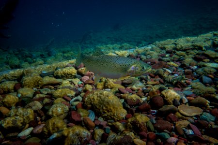 Cutthroat Trout