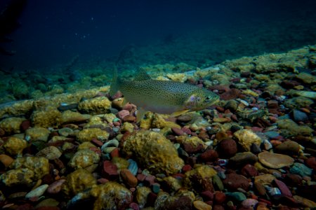 Cutthroat Trout photo