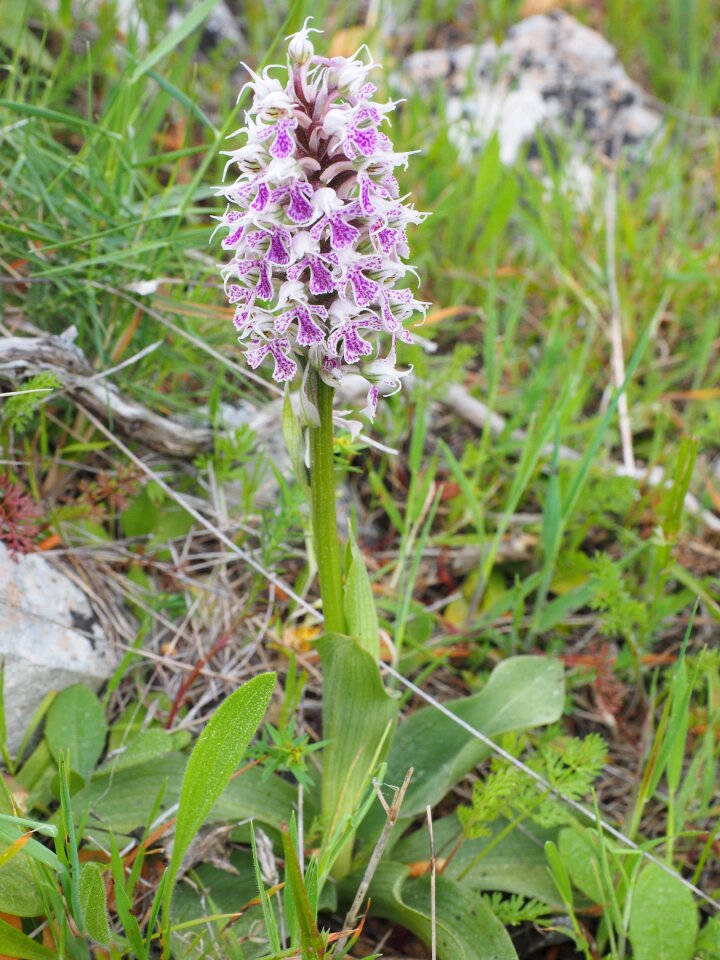 Bloom plant orchid