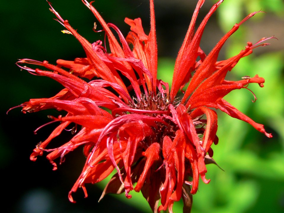 Monarda