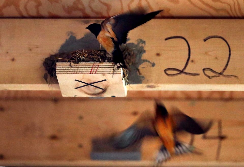 Boat house/hot walker building nesting barn swallow