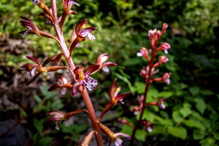 Spotted Coralroot (Corallorhiza maculata) photo