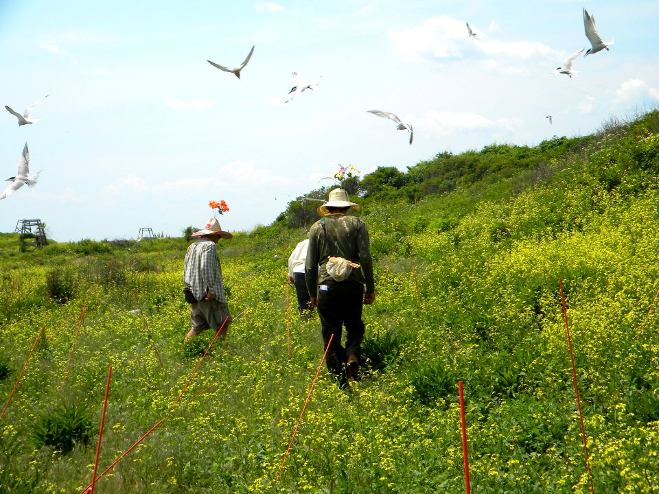 Great Gull Island, NY