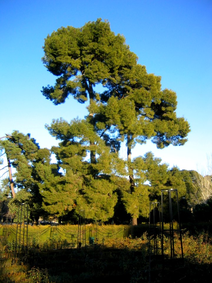Real Parque del Buen Retiro