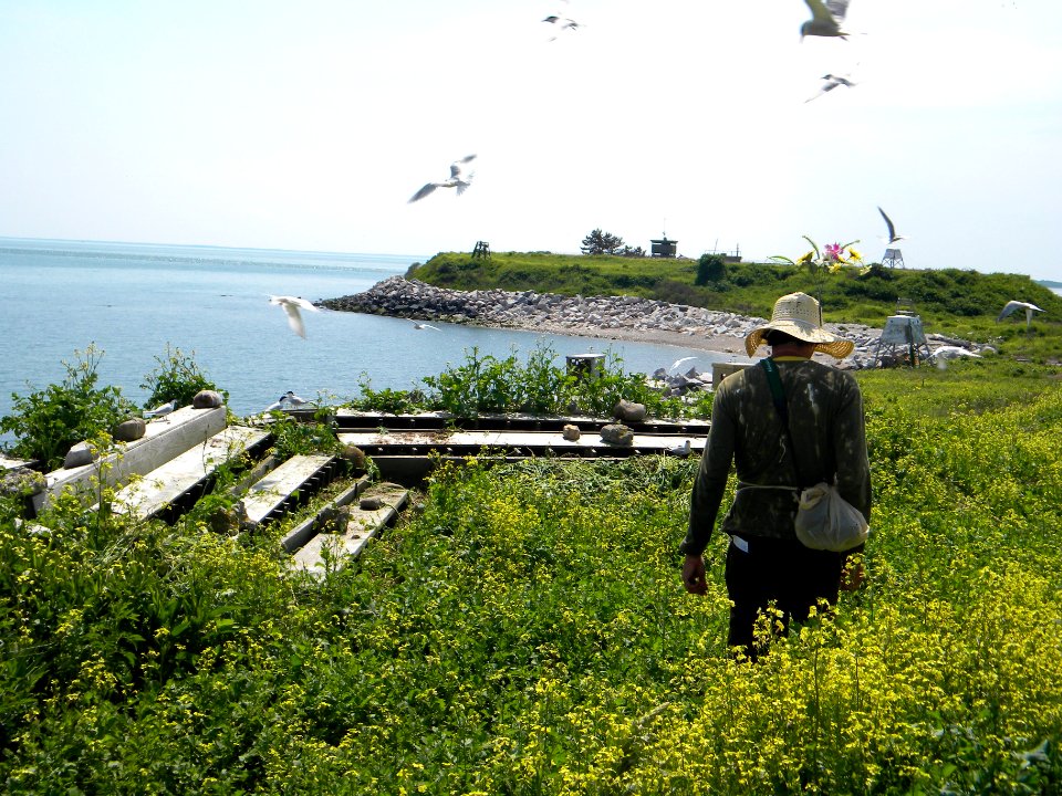 Great Gull Island, NY