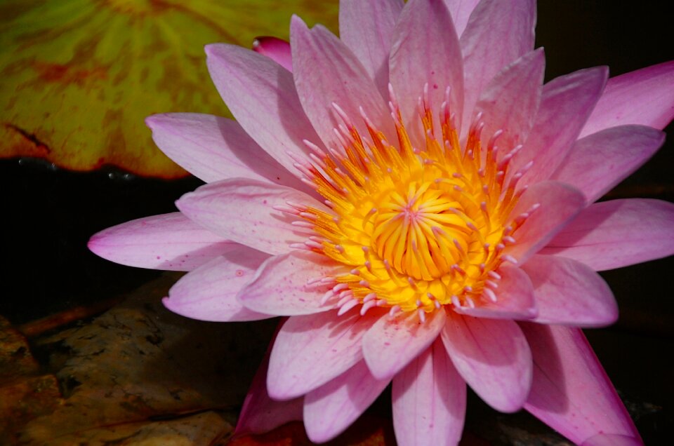 Pond nuphar blossom