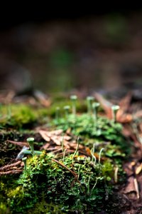 Forest Floor- Cup Lichen Wonderland