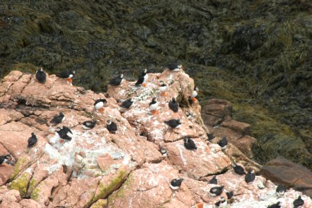 Puffins From The Lighthouse View photo