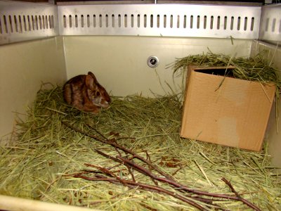 New England cottontail at Roger Williams Zoo, R.I. photo