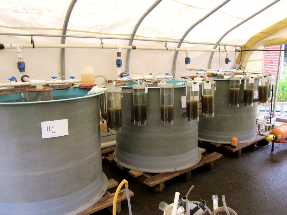 American shad rearing facility