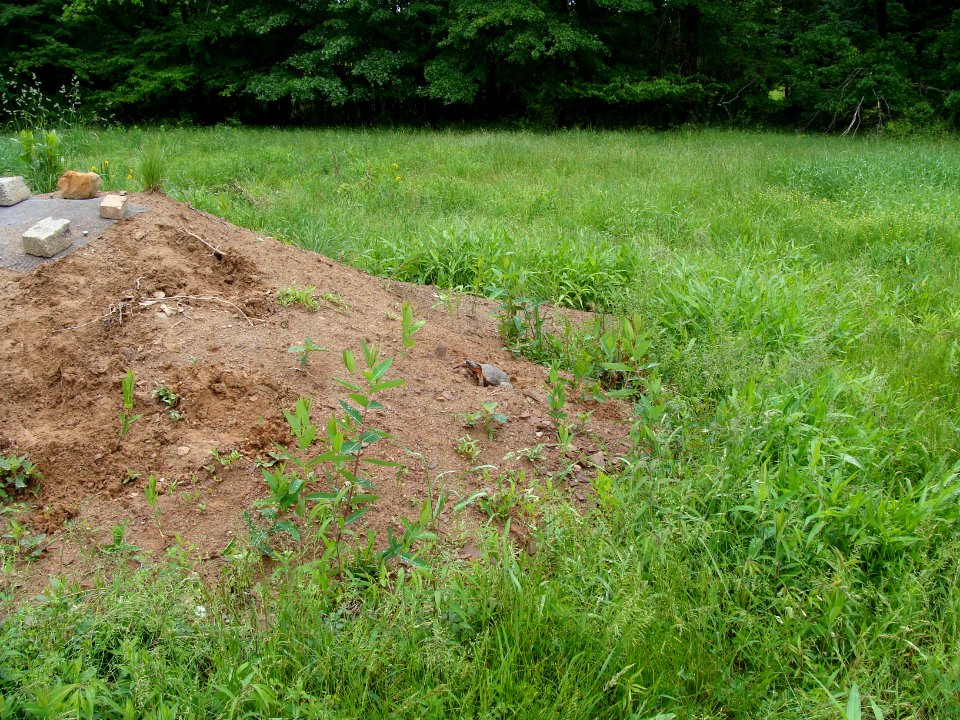 Wood Turtle artificial nest mound with nesting female and protected nest - Great Swamp National Wildlife Refuge