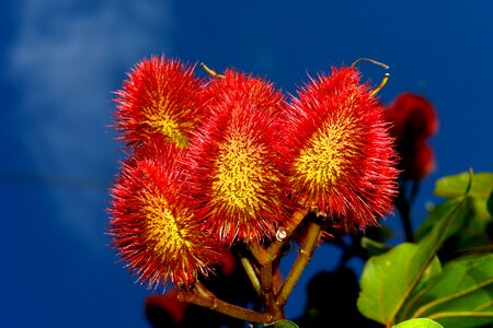 Dye tree nature