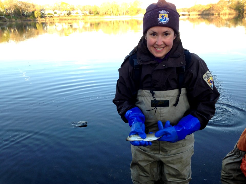 Wreck Pond fish monitoring - holding a spawning alewife (New Jersey)