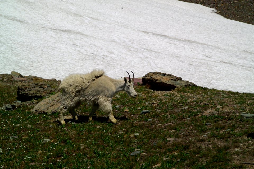 Mountain goat photo