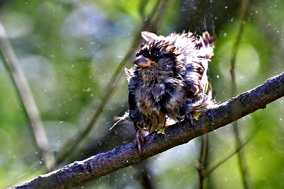 Moineau sort du bain