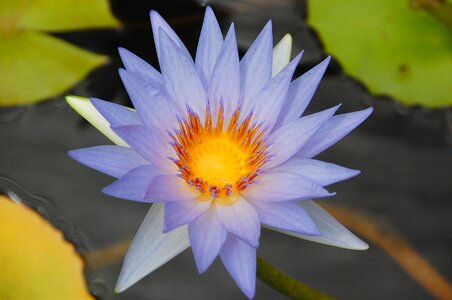 Violet water flower blossom