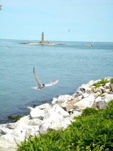 Great Gull Island, NY