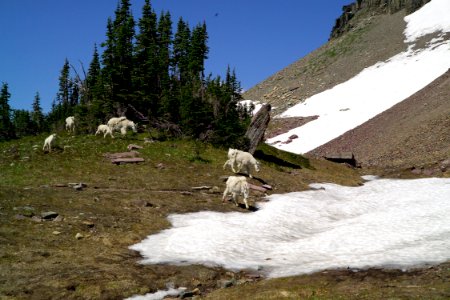Mountain goats photo