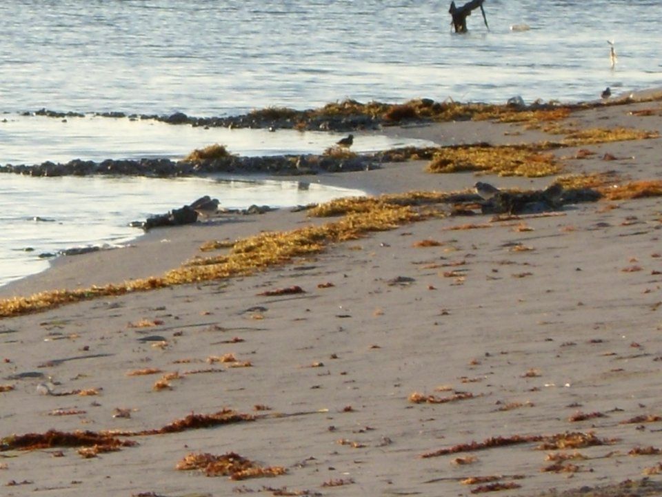 Piping plover flock on Great Inagua Island