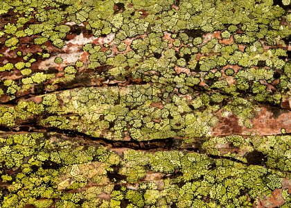 Lichen of the world
