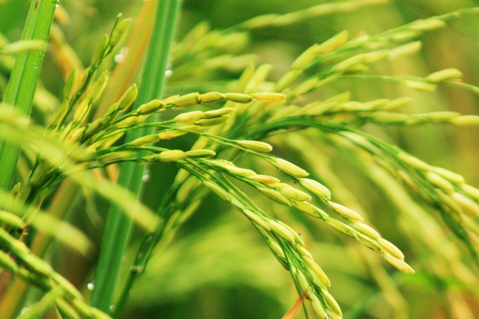 Plant rural green